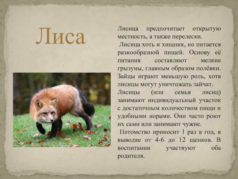 Биология лесных зверей и птиц реферат
