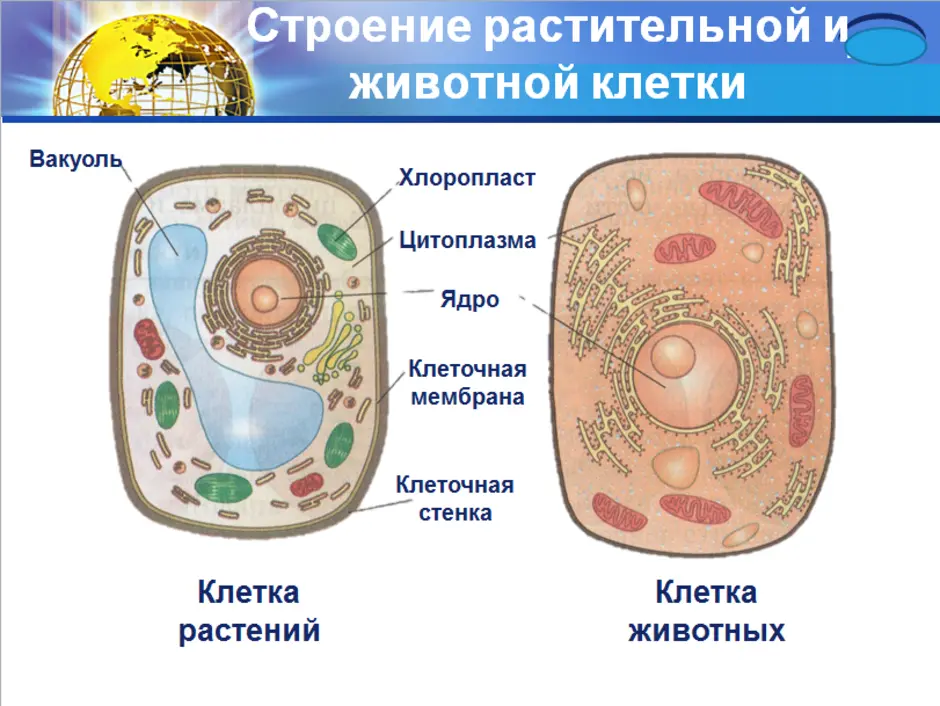 Межклеточные контакты — рувики