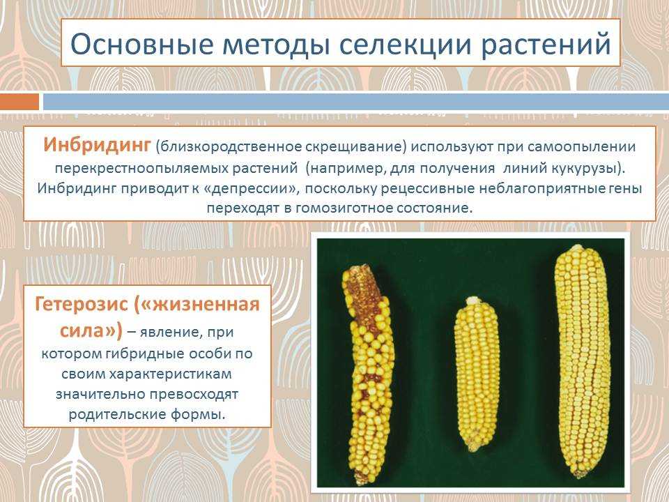 Селекция. биотехнология. | егэ по биологии