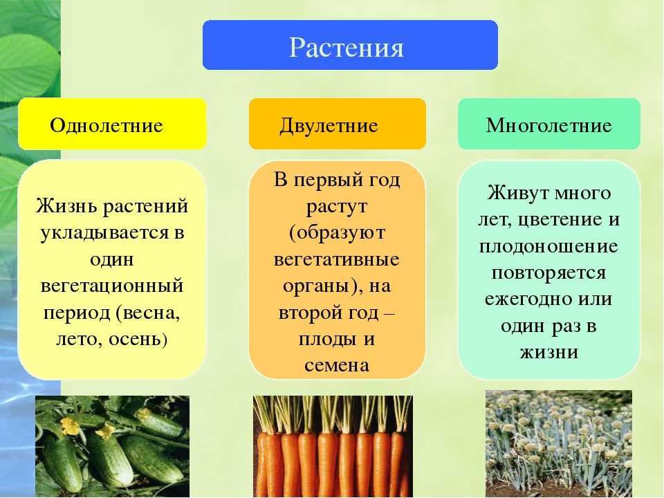 Гост 19451-93: семена однолетних кормовых и медоносных трав. посевные качества. технические условия