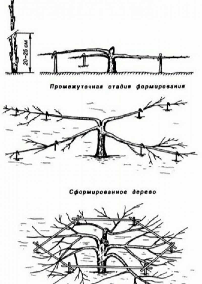 Стелющаяся яблоня: уход и все о нем. как правильно формировать стланец для начинающих садоводов