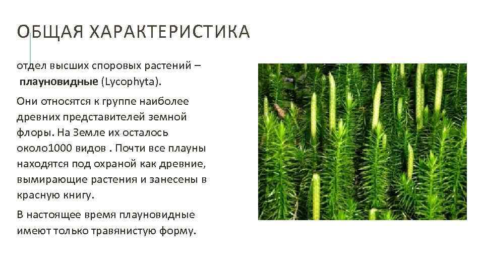 Одноклеточные или многоклеточные низшие растительные организмы это — от земли до неба