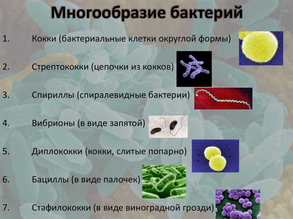 Морфология и классификация микроорганизмов : farmf | литература для фармацевтов