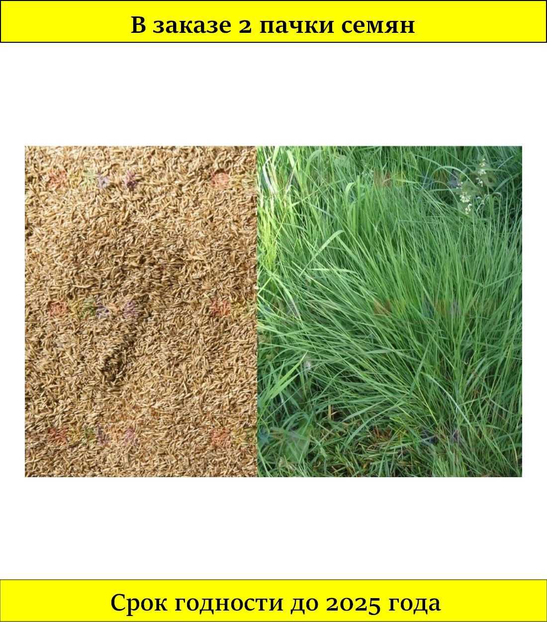 Полевица гигантская - agrostis gigantea - описание таксона - плантариум