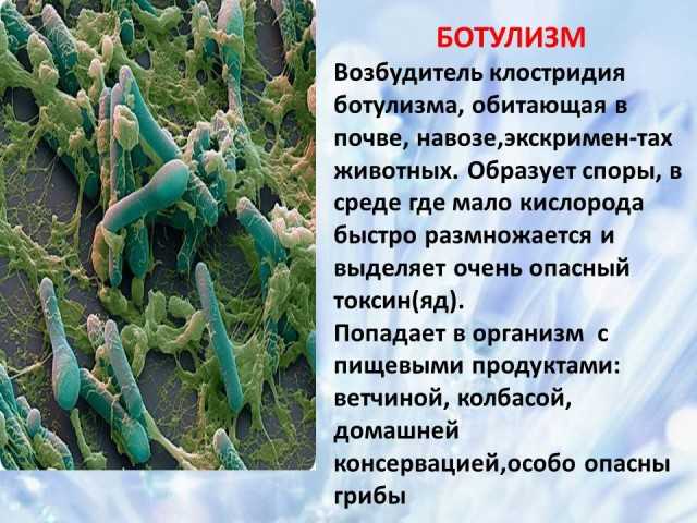 Характеристика агробактерии, морфология, заболевания и лечение / биология | thpanorama - сделайте себя лучше уже сегодня!