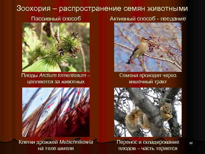 Птицы - покорители воздуха