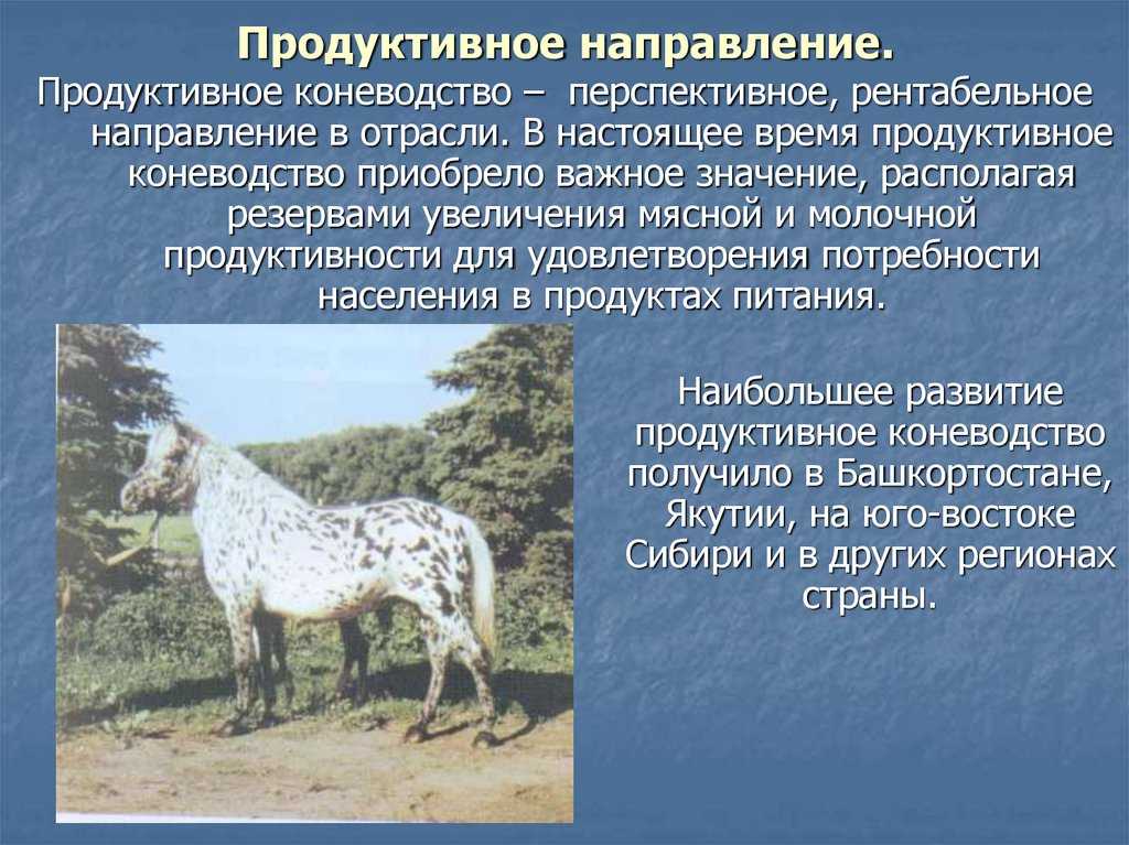 Методы разведения лошадей | животноводство