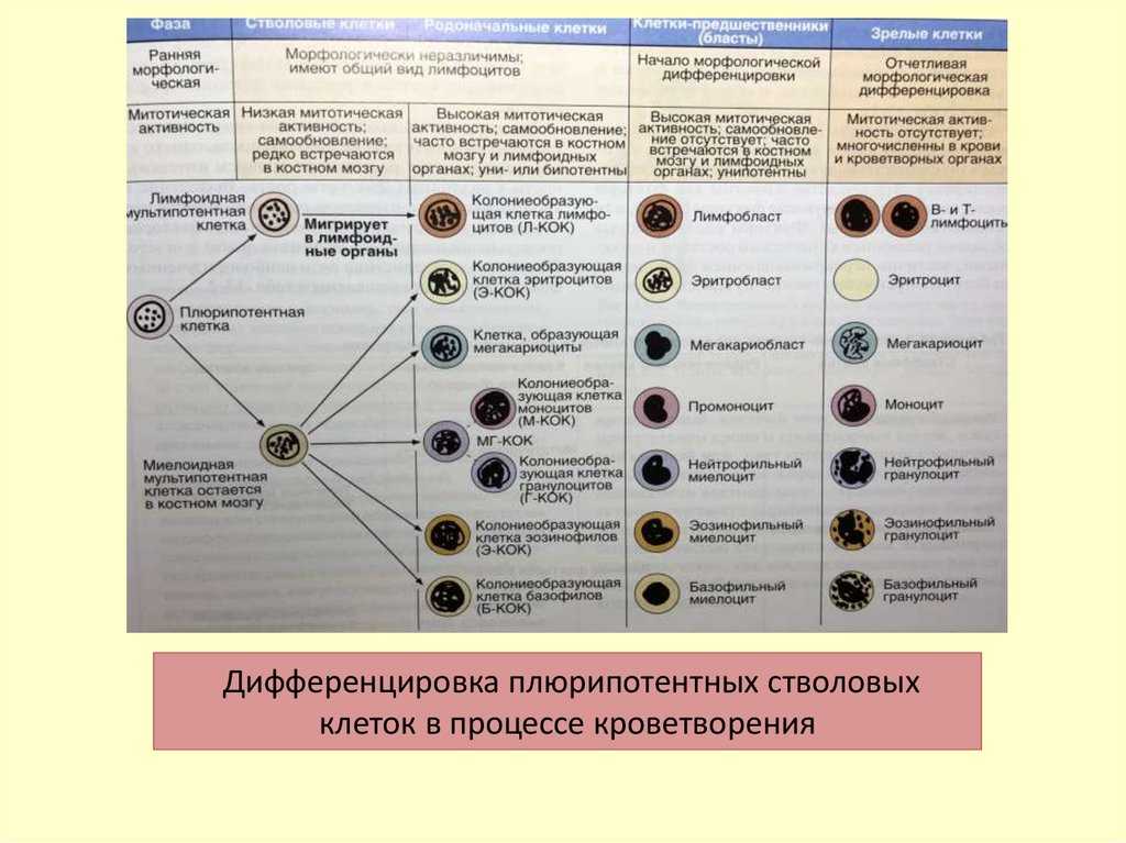 Дифференциация клеток: у животных и растений - биология - 2023