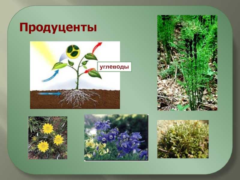 Что относится к продуцентам