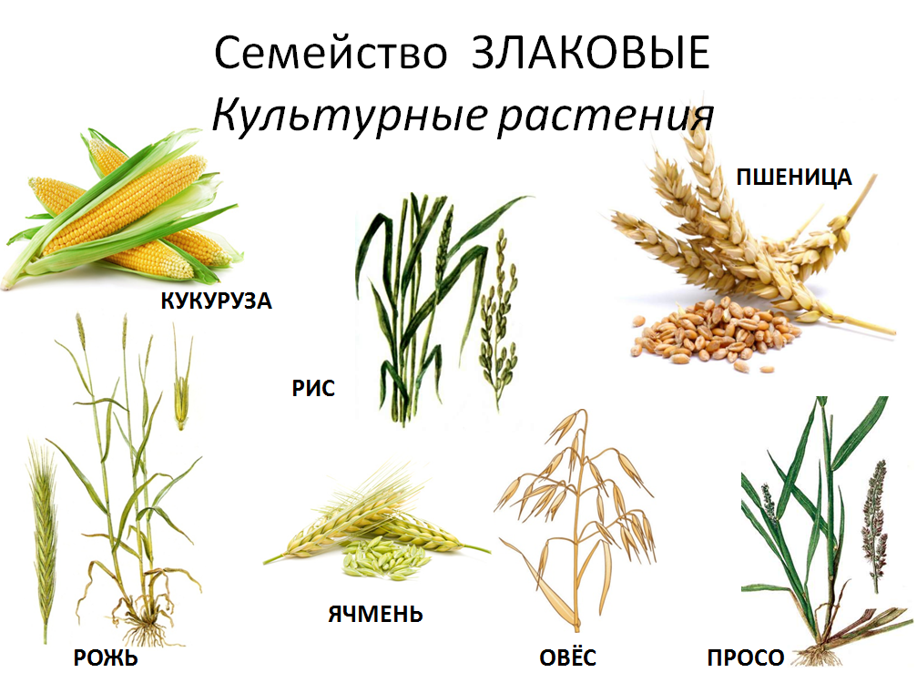 Озимый сорняк
 - большая энциклопедия нефти и газа, статья, страница 1
