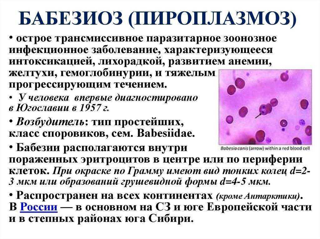 Лечение пироплазмоза у животных - «айболит плюс» - сеть ветеринарных клиник