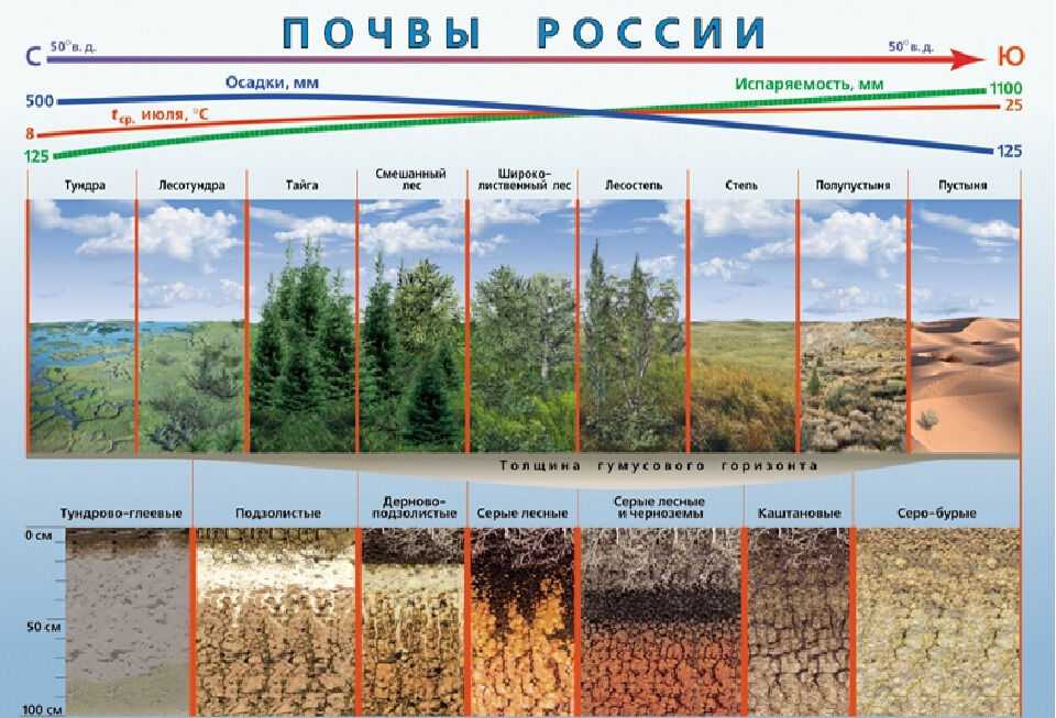 Почвы тайги: виды и характеристика