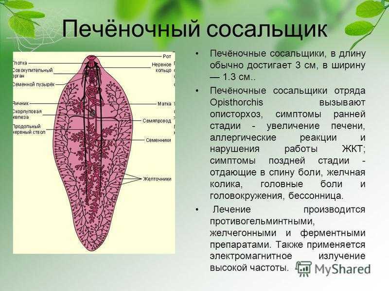 Презентация на тему "общая характеристика гельминтов"