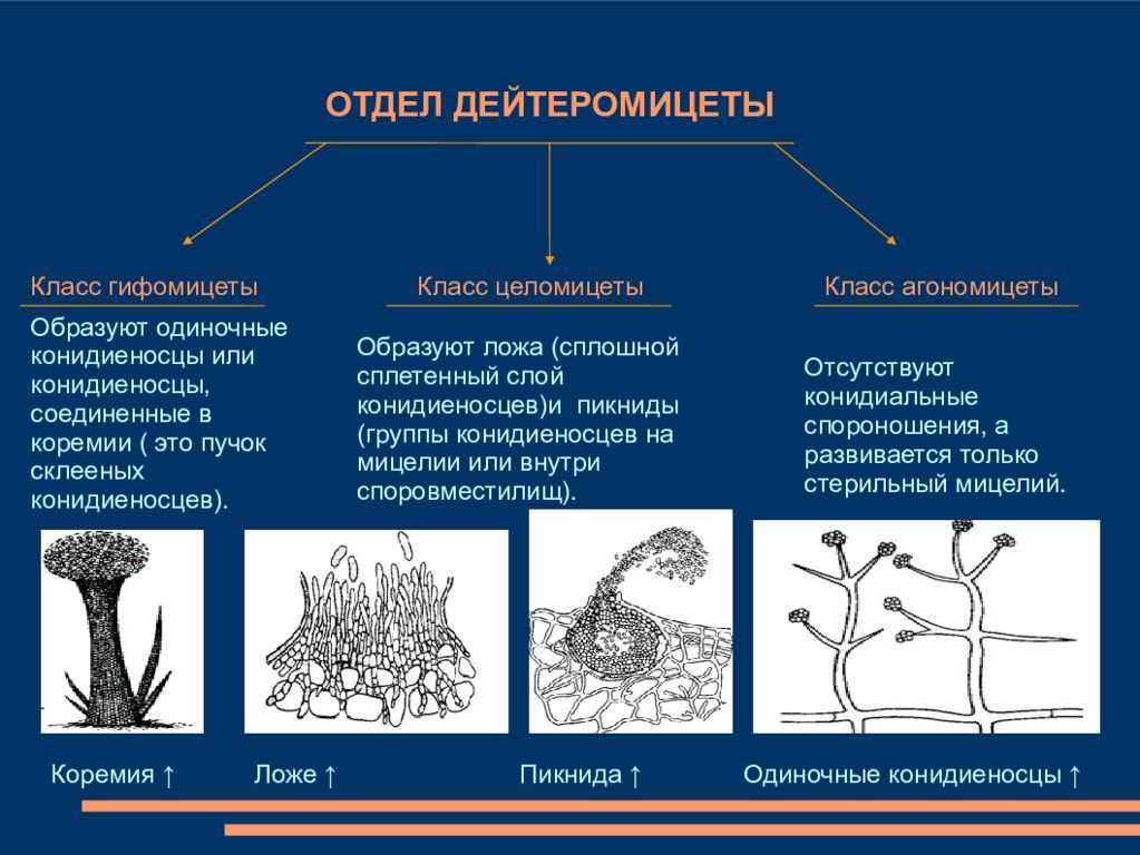 Группа несовершенные грибы кратко