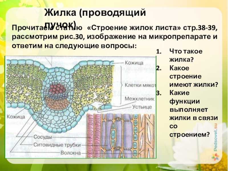 Что такое сосудисто волокнистые пучки какую функцию они выполняют