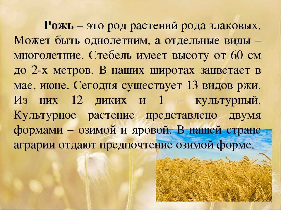Посевная рожь: описание, выращивание и применение