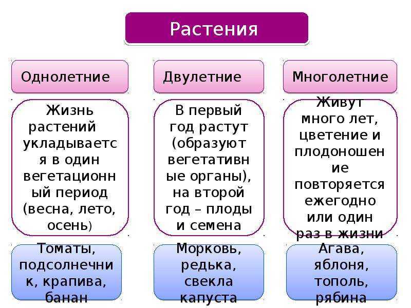 Семеноводство однолетних овощных культур