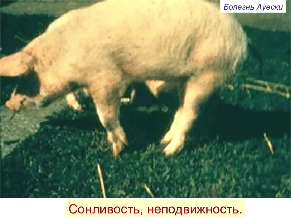 Болезнь тешена свиней: возбудители, симптомы, способы лечения