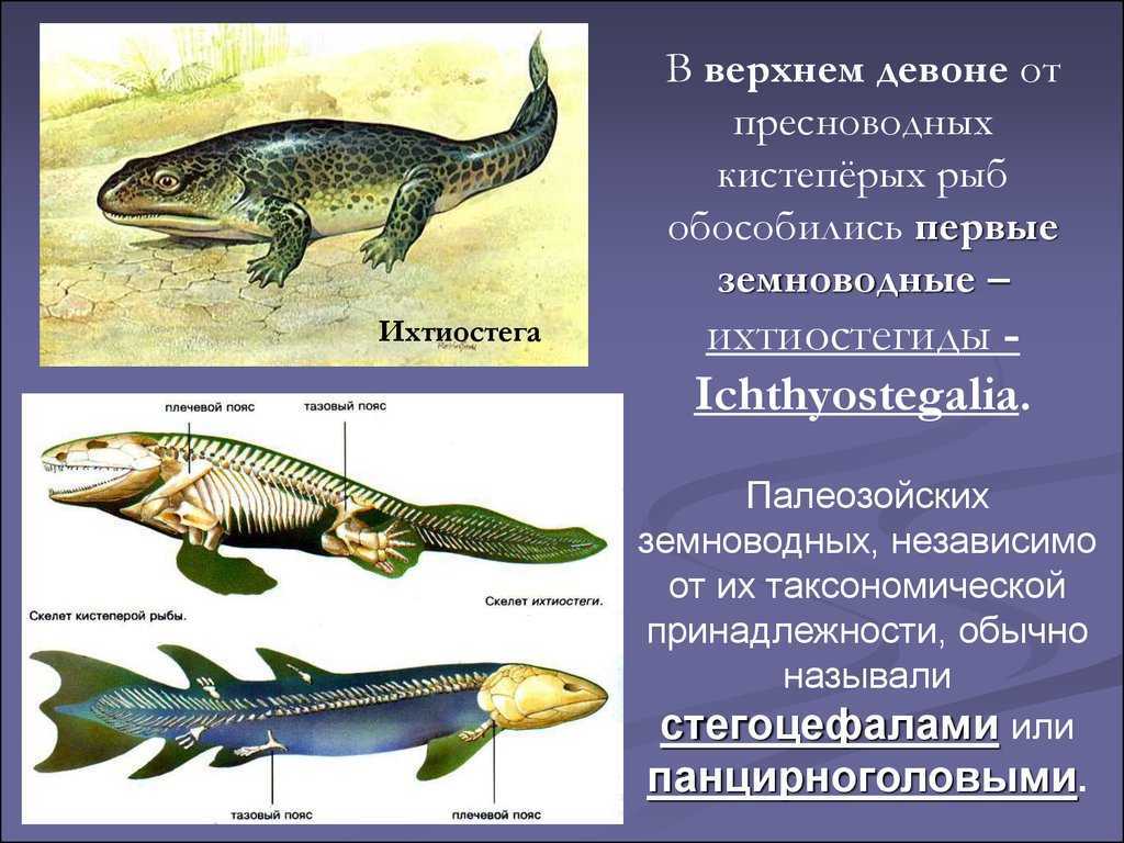 Класс земноводные (амфибии)