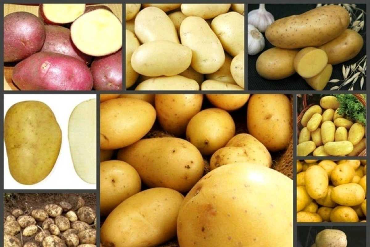 Выращивание картофеля из семян - стоит ли?