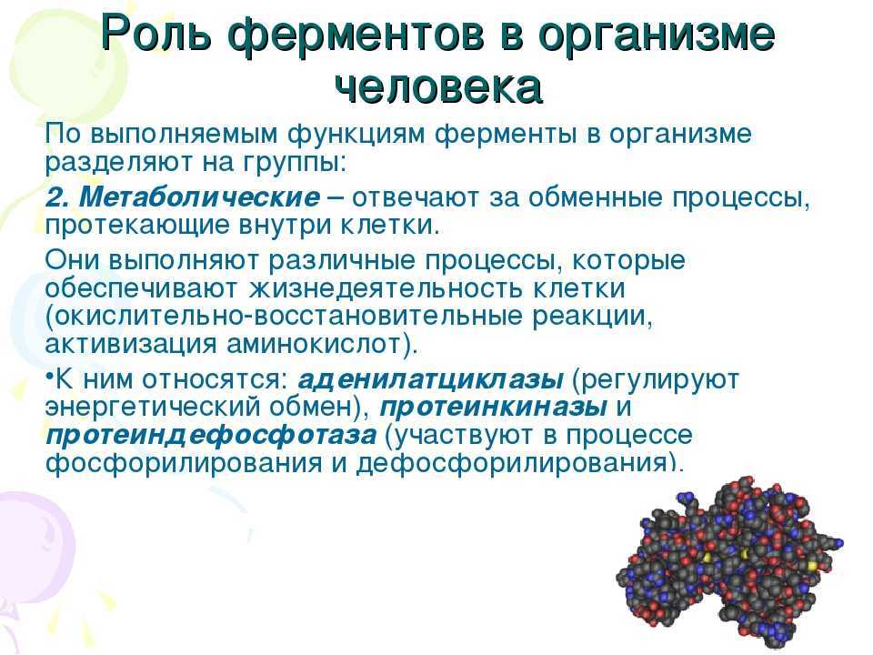 Что  такое фермент в биологии: определение, особенности действия, практическое применение