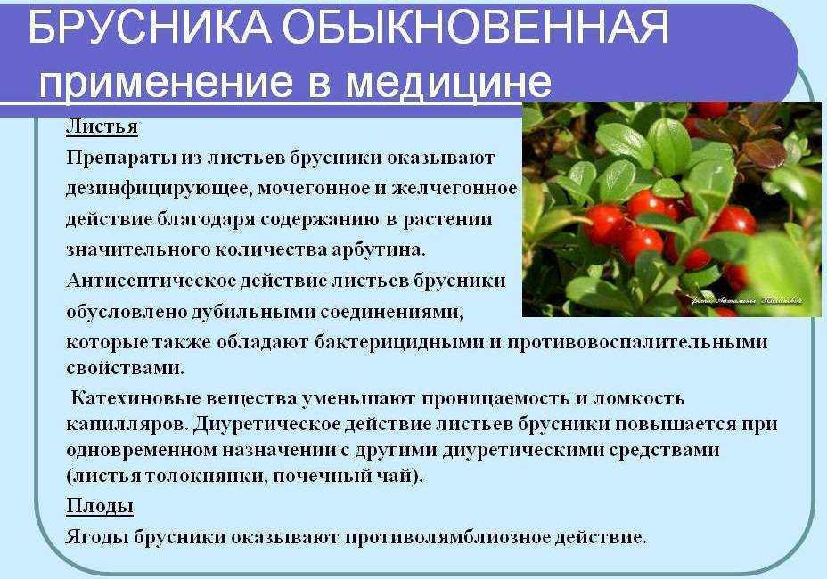Полезные свойства брусники, ее состав и калорийность, правила употребления.