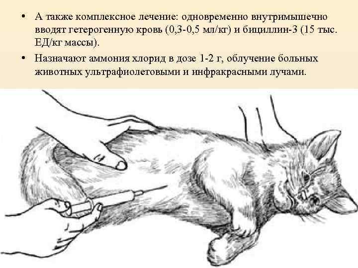 Презентация на тему правила фиксации и повала животных. методы обездвиживания