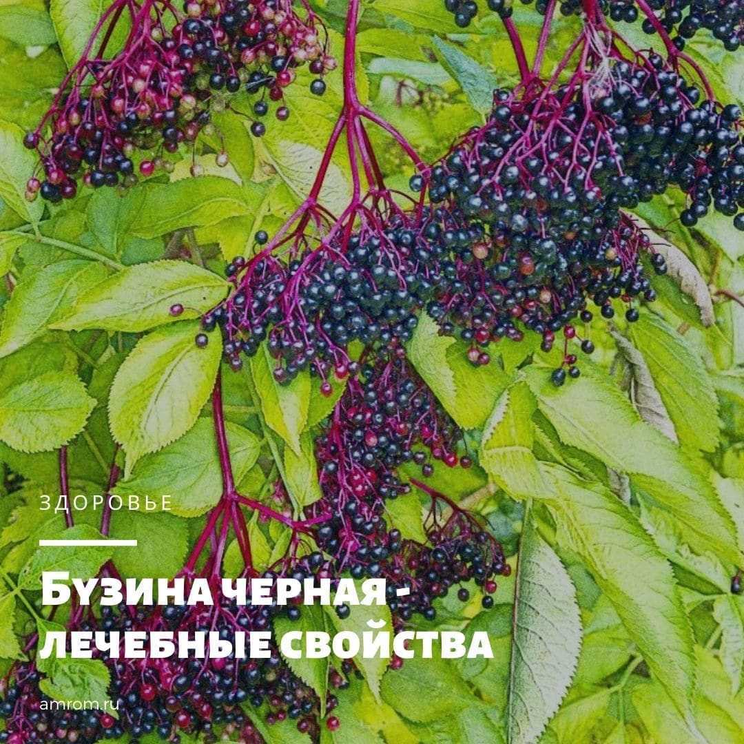 Бузина черная — яркое и полезное дополнение к саду. фото — ботаничка бузина черная корневая система красивые потолки из гипсокартона для спальни обувь свадебные женские