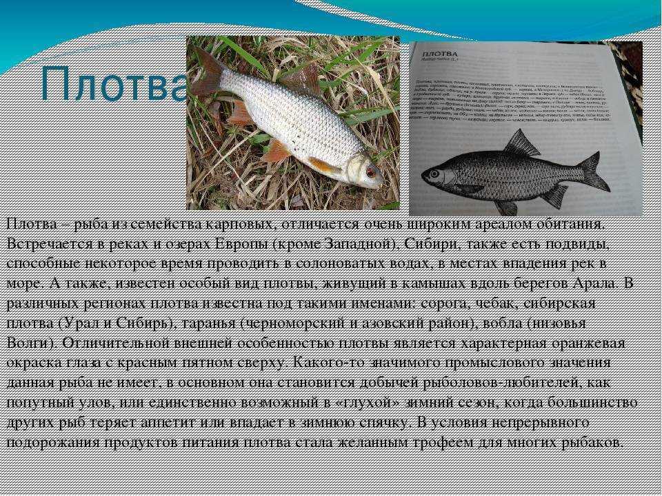 Сиг – особенности рыбы, правила ловли, разведения и выращивания