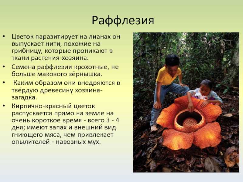 Полупаразитные сорные растения. борьба с сорняками