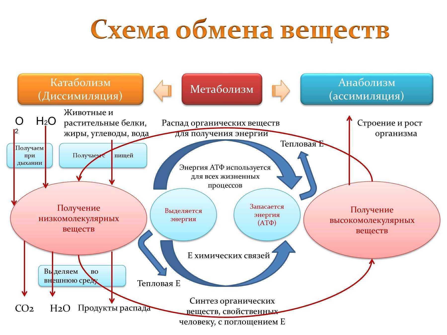 Энергия человека
