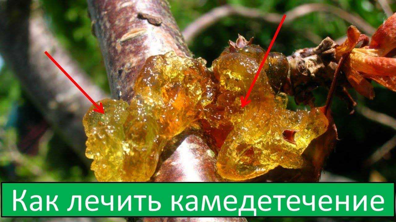 Болезни и вредители лимона домашнего: описание, причины и лечение, фото