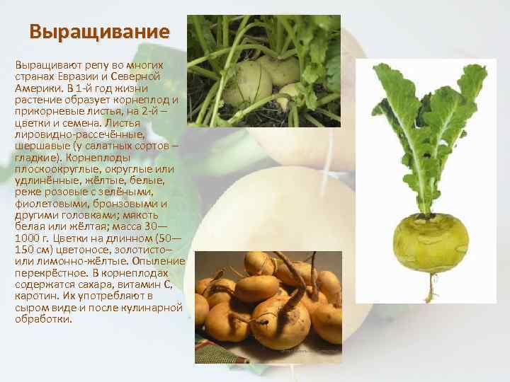 Выращивание турнепса. посадка. подготовка почвы к посеву. семена и рассада. сорта, виды, разновидности. сбор, уборка урожая