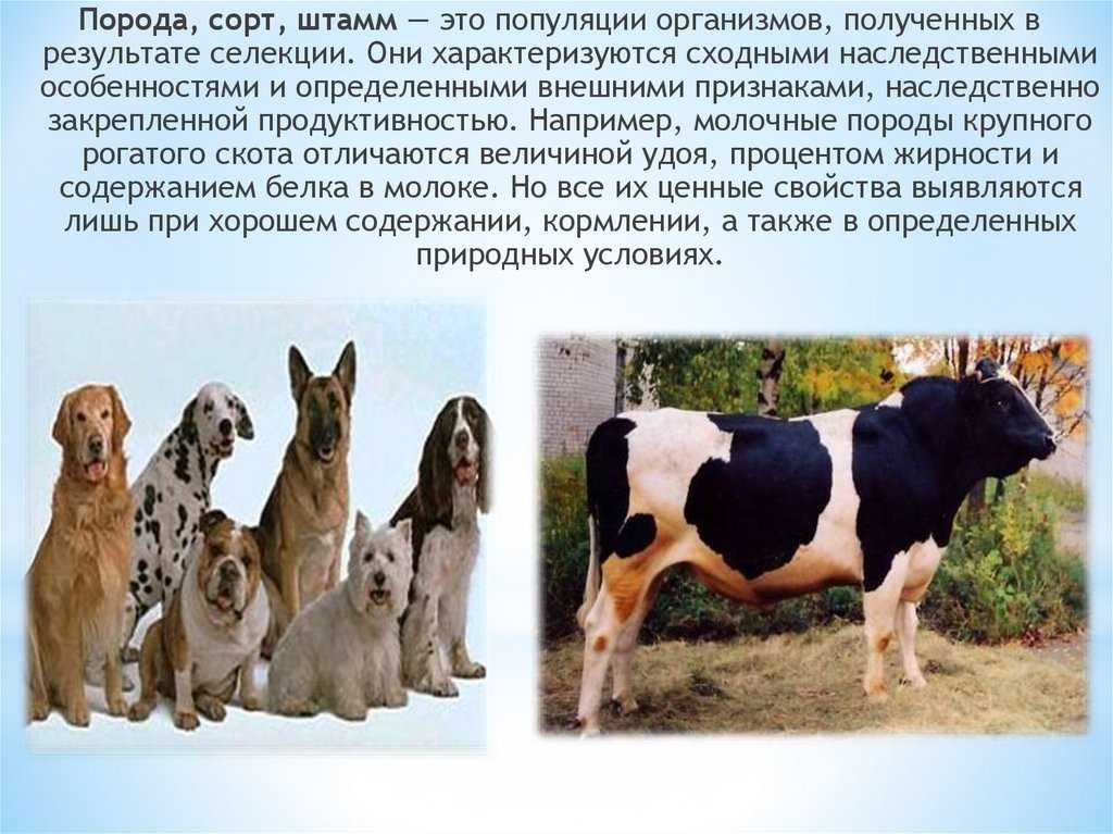 Биологическая систематика растений