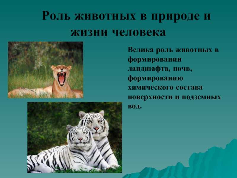 10 животных, полезных для сада и огорода