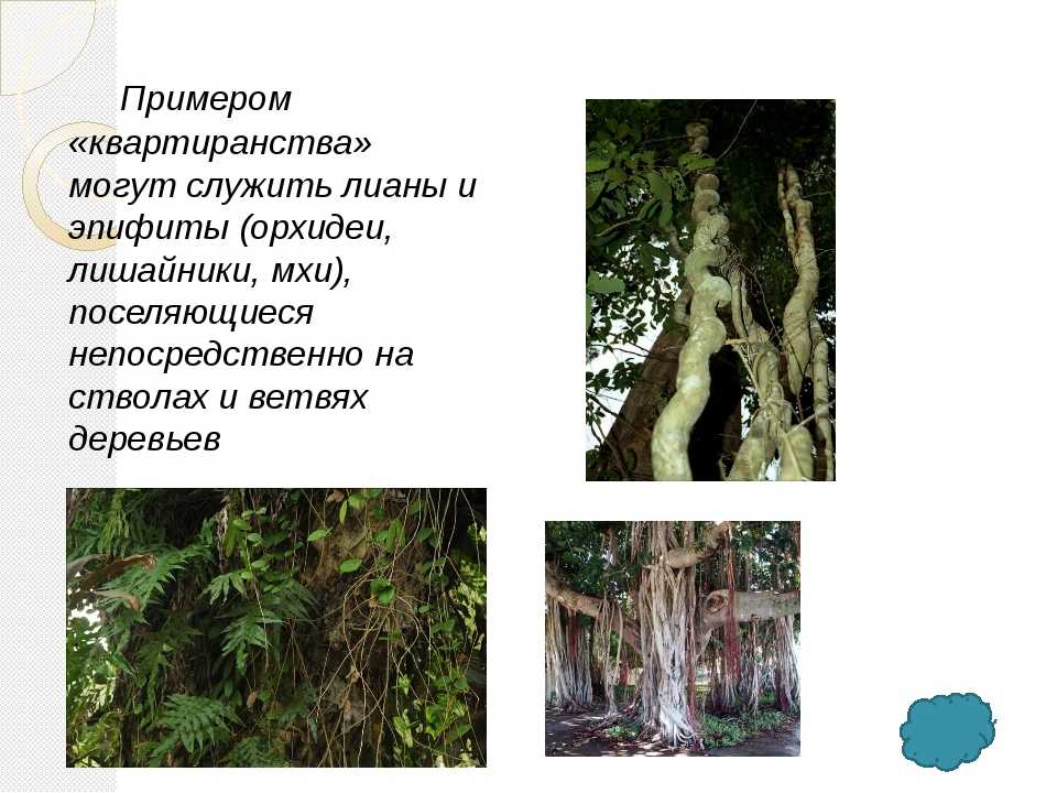 Эпифиты - растения на стволах деревьев, примеры и особенности