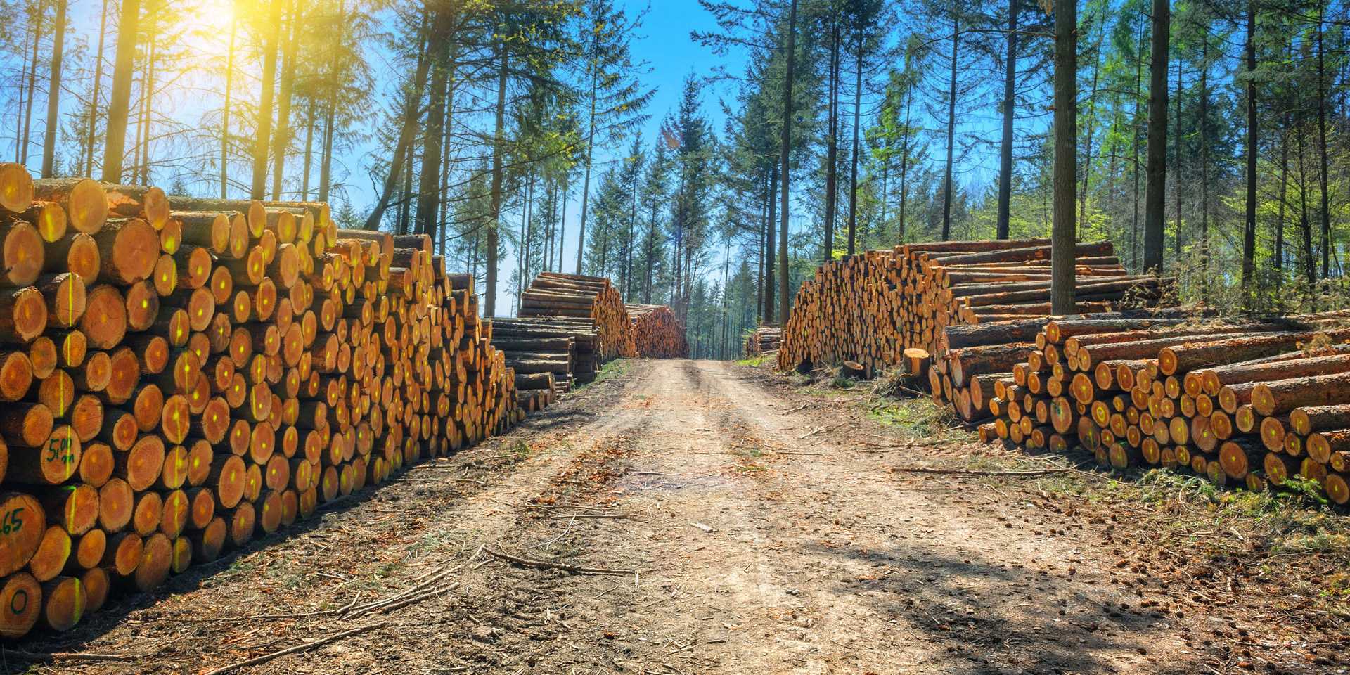 Уход за лесом вырубкой