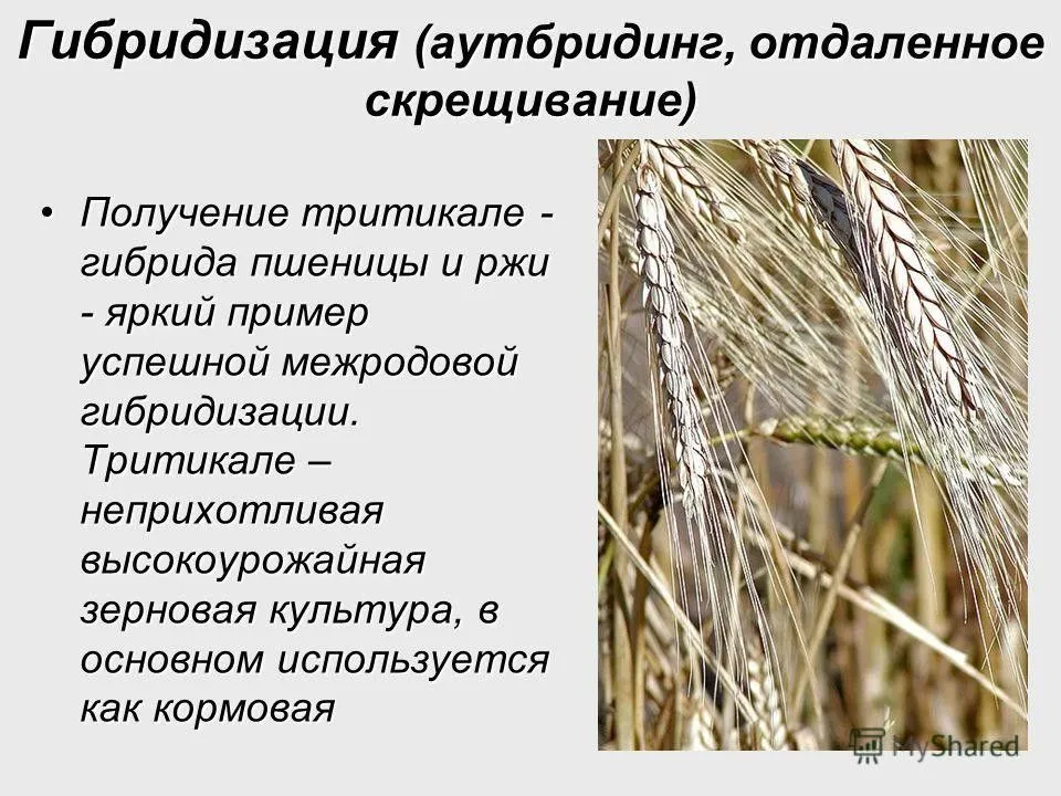 Тритикале. что это такое? | выращивание | апк-информ: овощи & фрукты