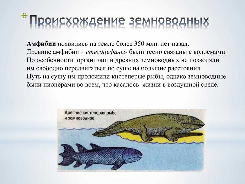 Земноводные или амфибии: строение, размножение, происхождение