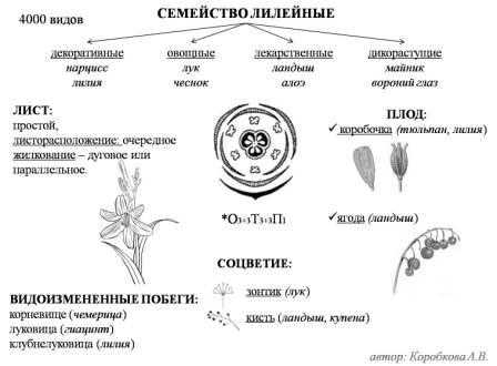 Какие есть ядовитые растения семейства лилейных?