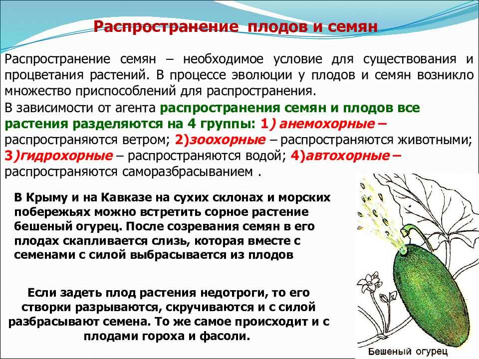 Строение и классификация плодов растений. распространение семян и их в значение в природе и жизни человека