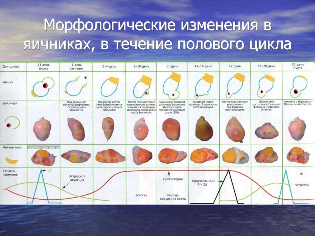 Сроки овуляции: неполноценные половые циклы у коров