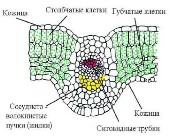 Жилки в листах растений: закрытые или открытые сосудисто-волокнистые пучки