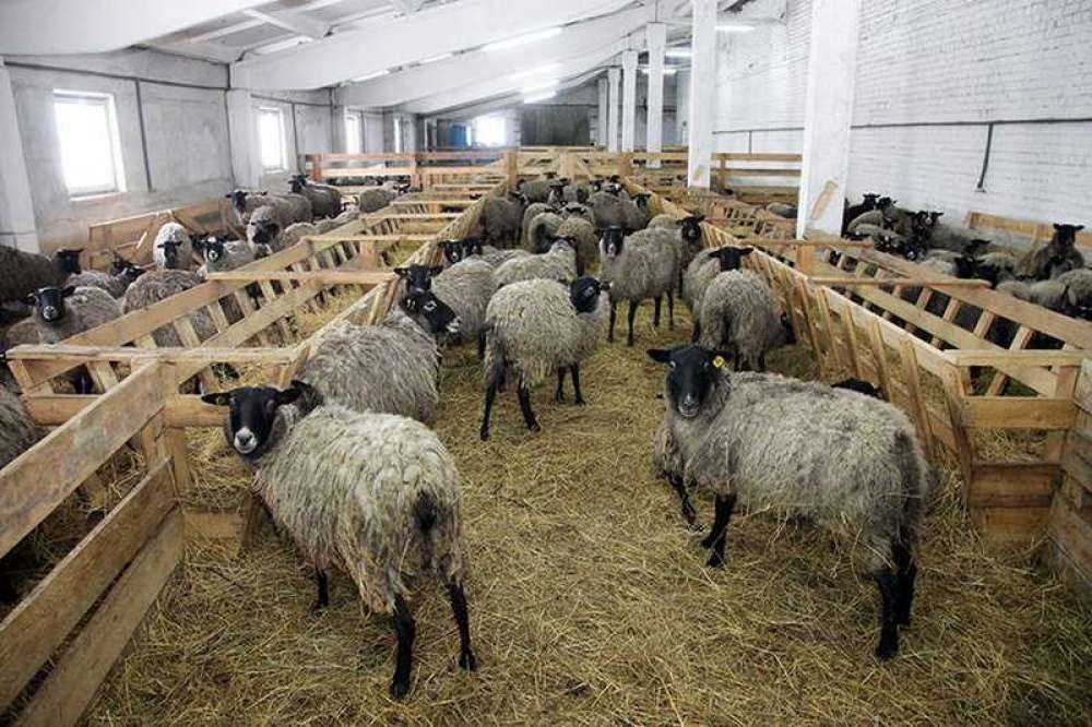 Разведение овец: основы и правила