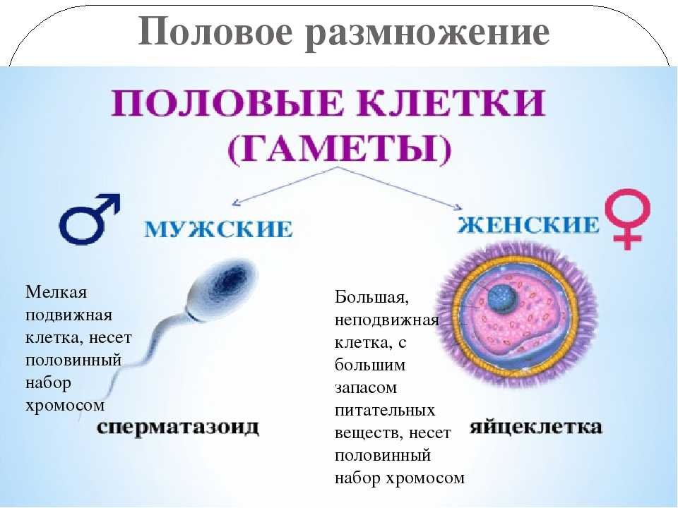 Хромосомы: структура, функции и аномалии