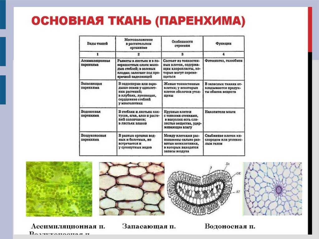 Для покровной ткани характерны следующие особенности. основные ткани. характеристика и классификация