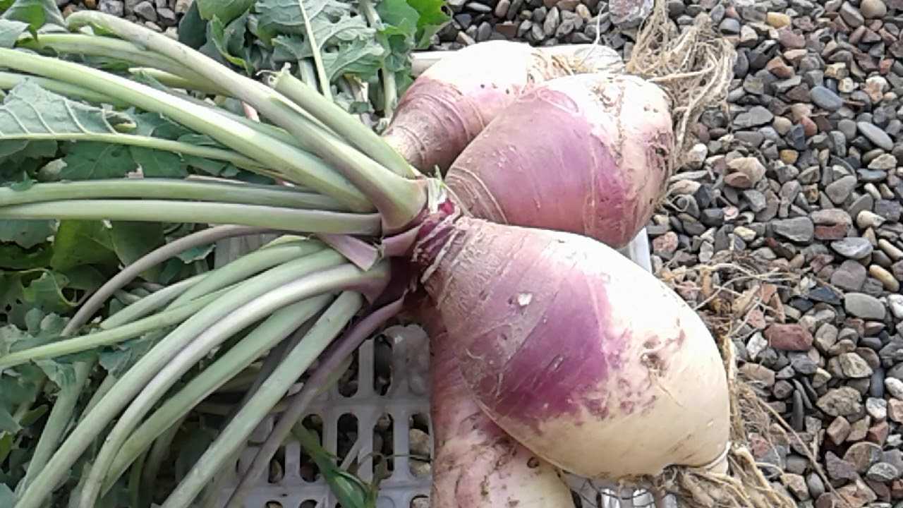 Что такое брюква, как она растет, чем полезна и куда применяется