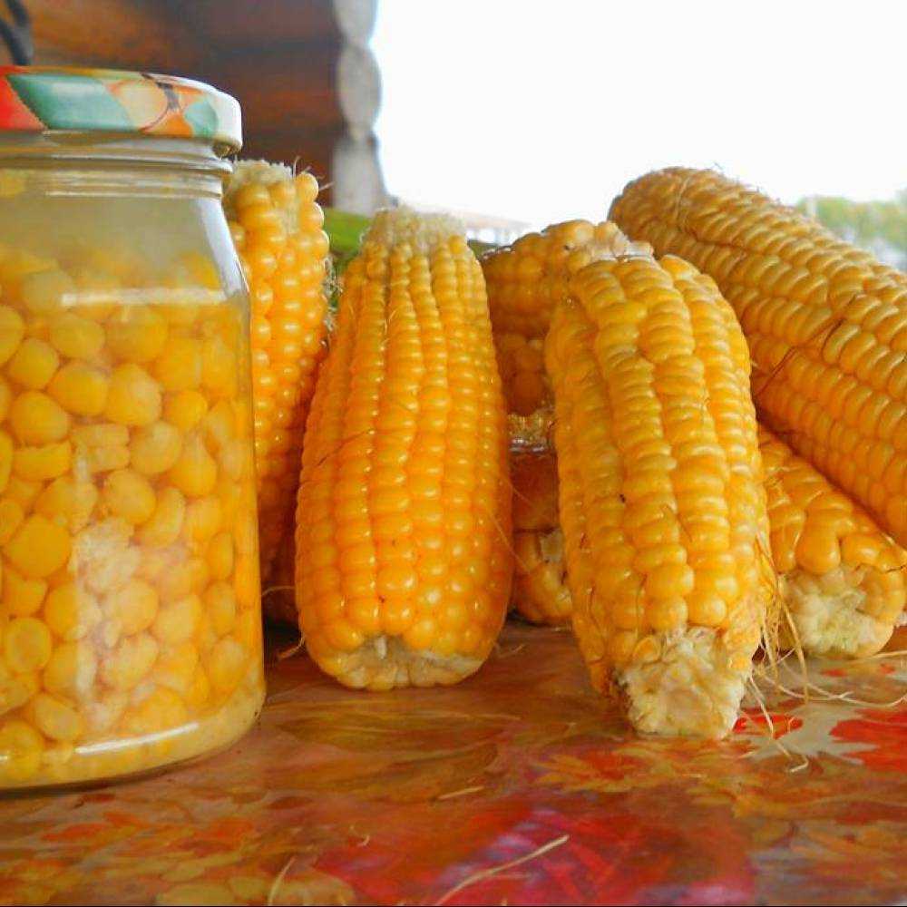 Как и когда собирать урожай кукурузы, как определить, что созрела