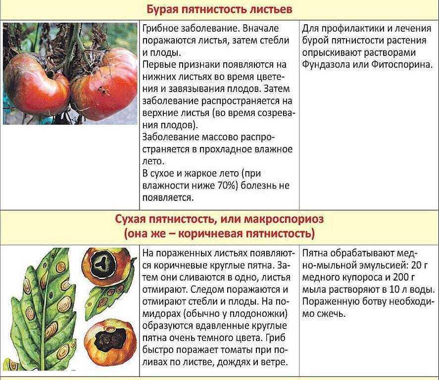 Макроспориоз томатов в теплице - фото и их лечение народными средствами