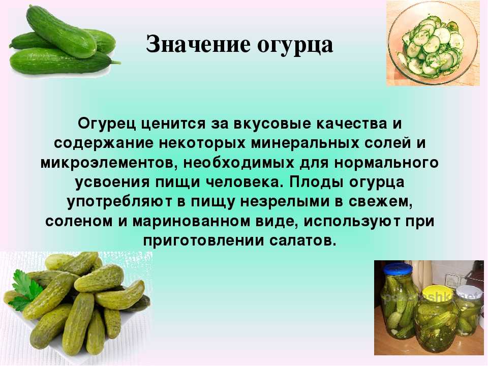 Огурец посевной — cucumis sativus l.